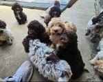 Lagotto Romagnolo štenci